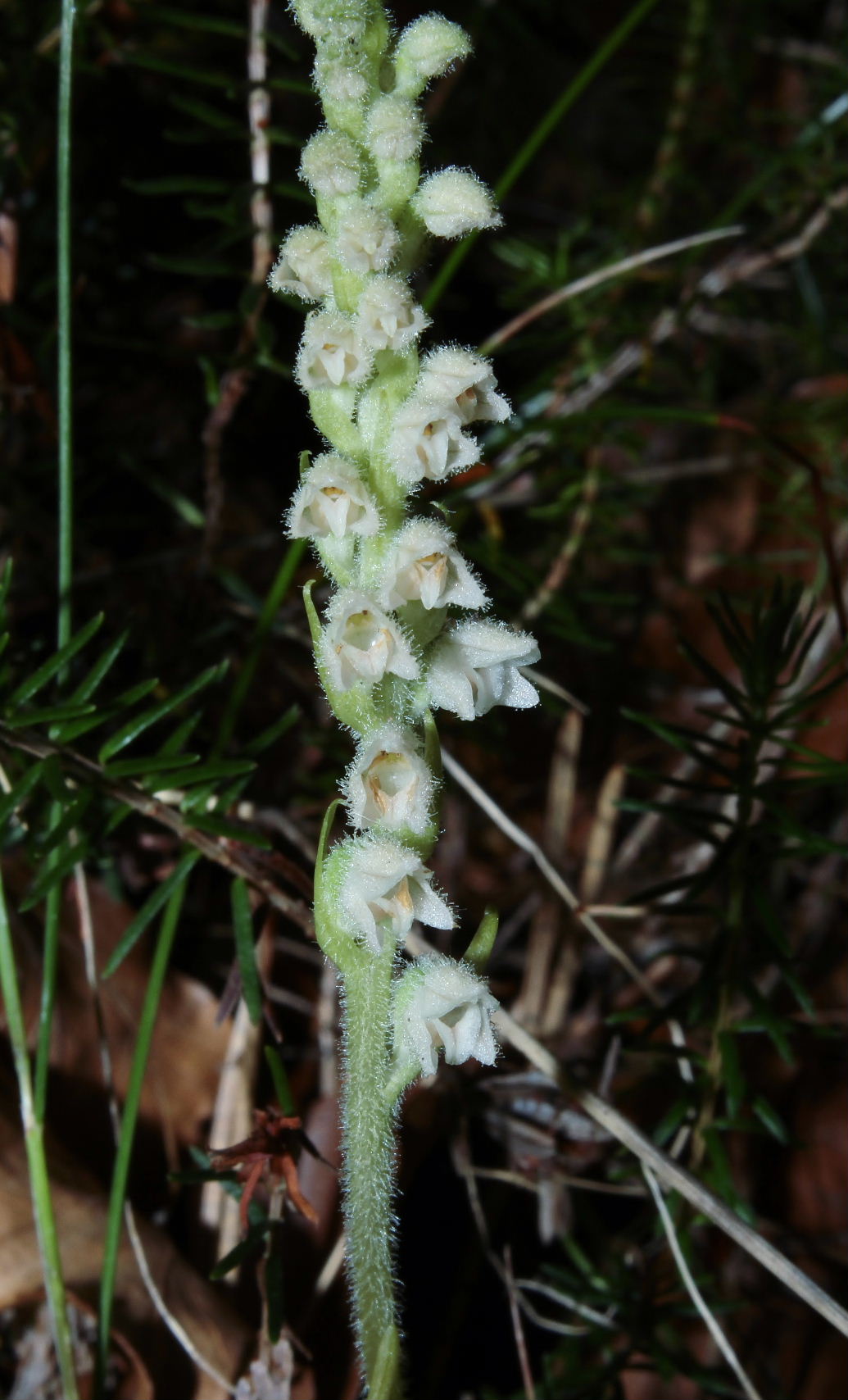 Orchidee dall''appennino Ligure (GE)